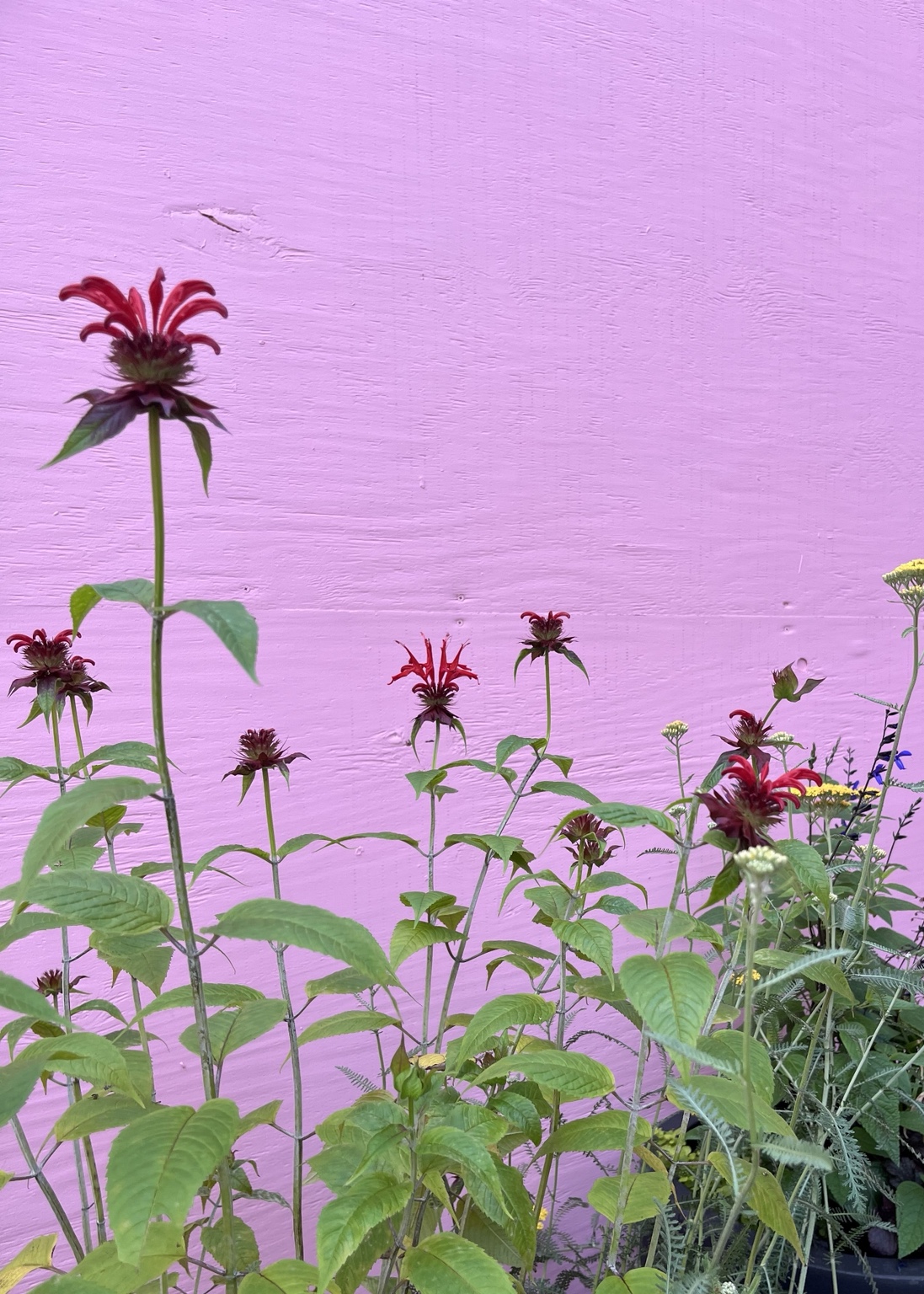 Flowering plants against a pink wall